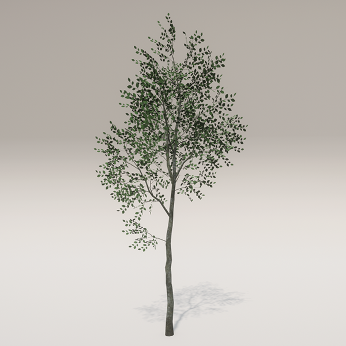 SKYE Young Beech Type1