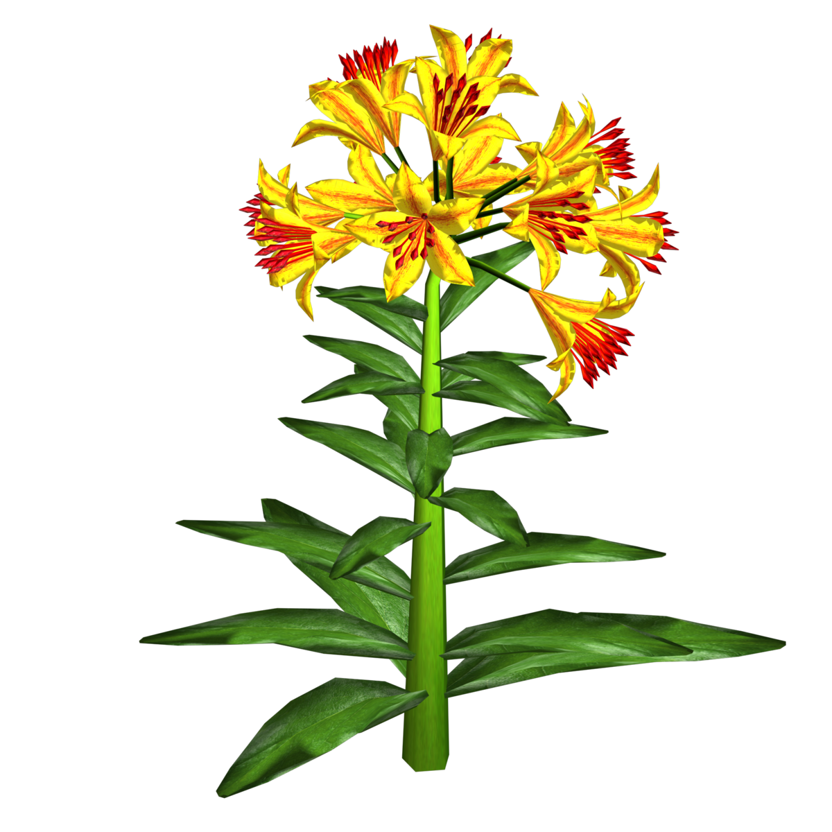 Trumpet Lily Plant 20
