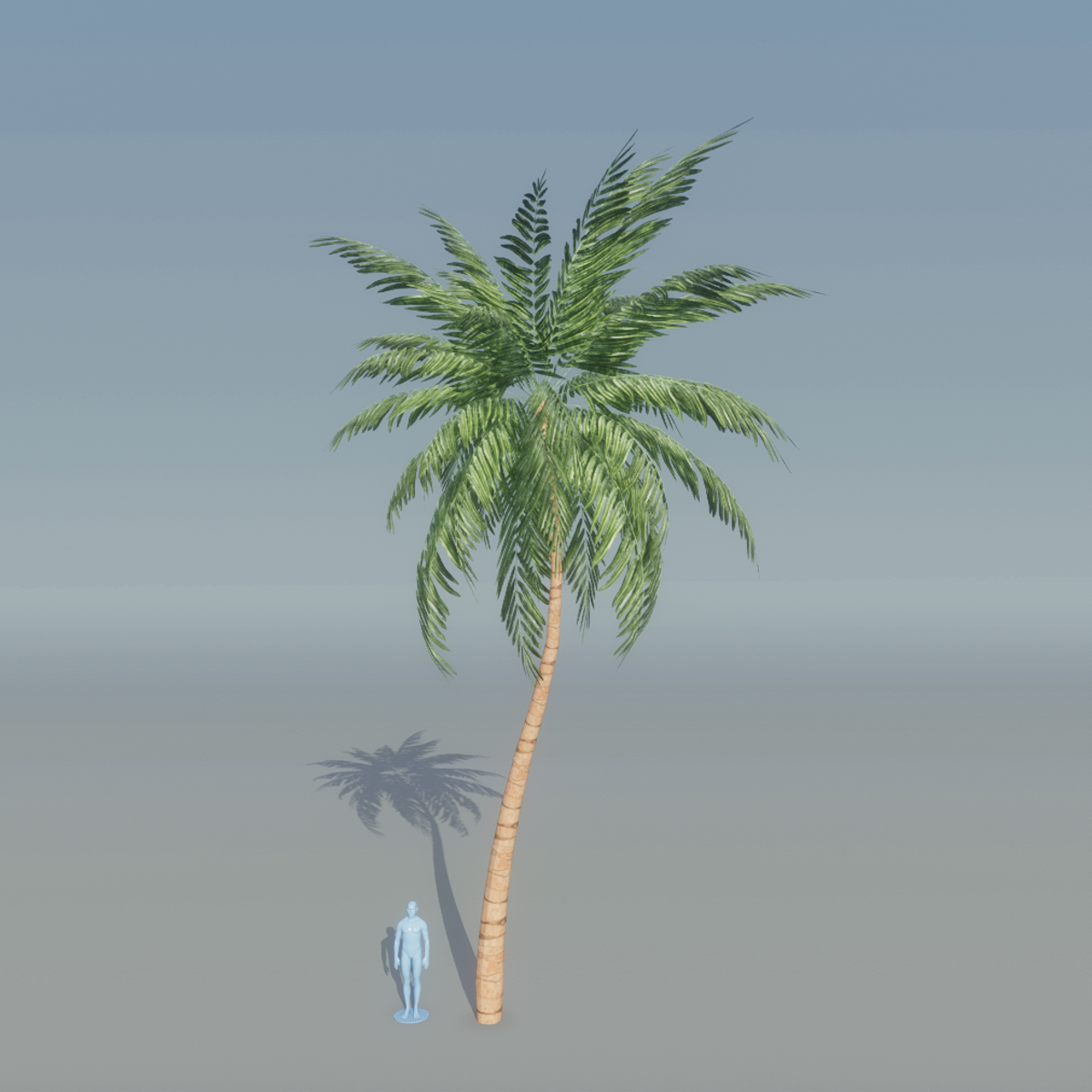 Palm Tree 1