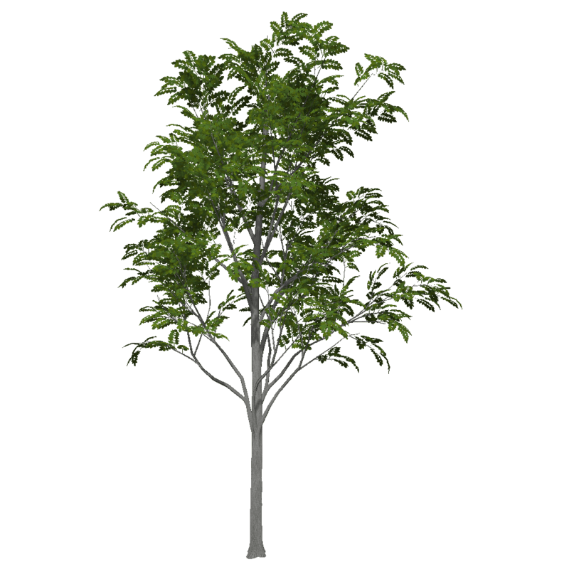 Ash Tree 3 (High Detail)