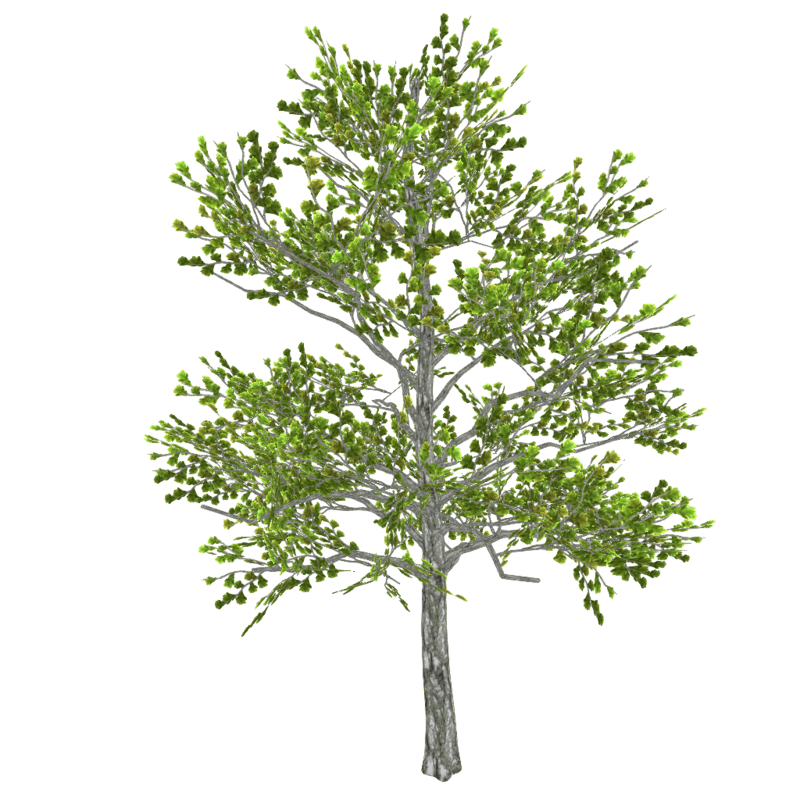 Oak Tree MD - SPRING