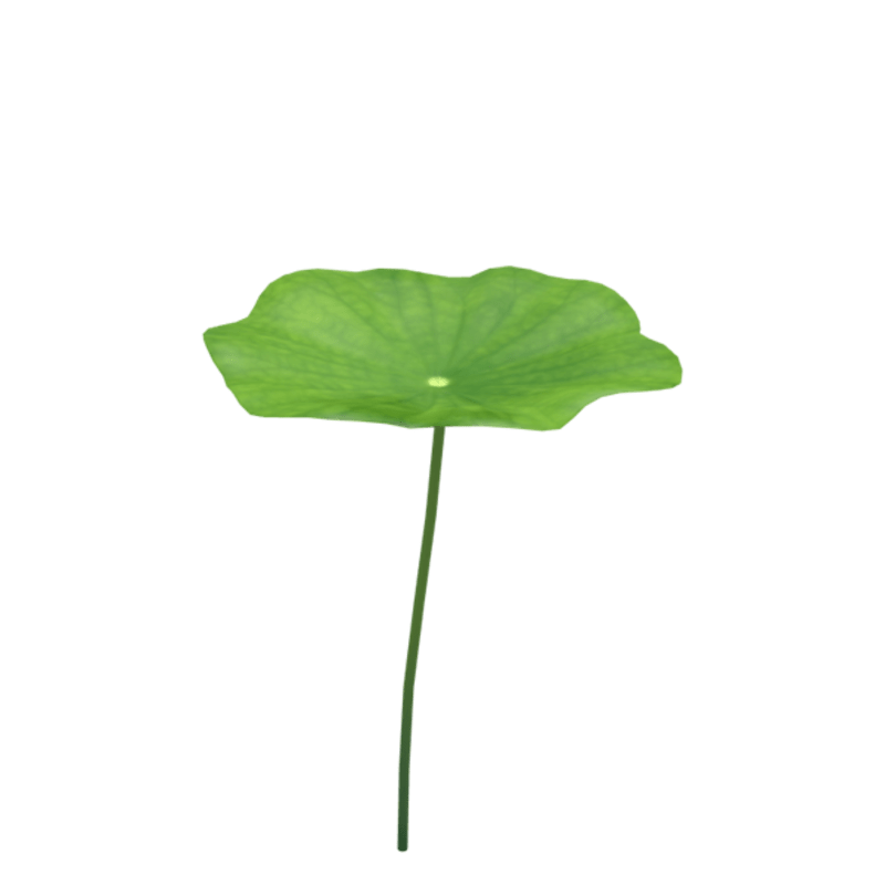 lotus leaf 1