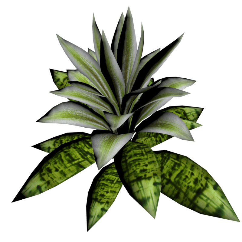 Bromeliad Plant 6