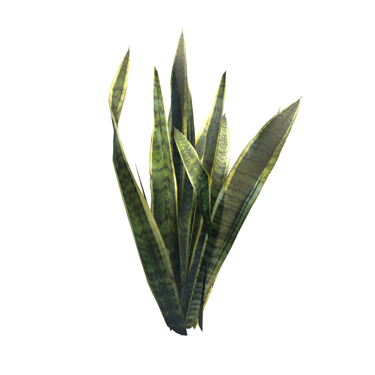 Snake Plant