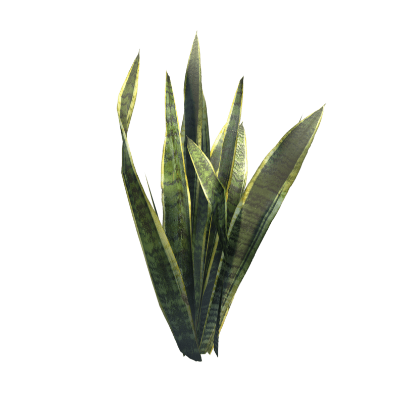 Snake Plant