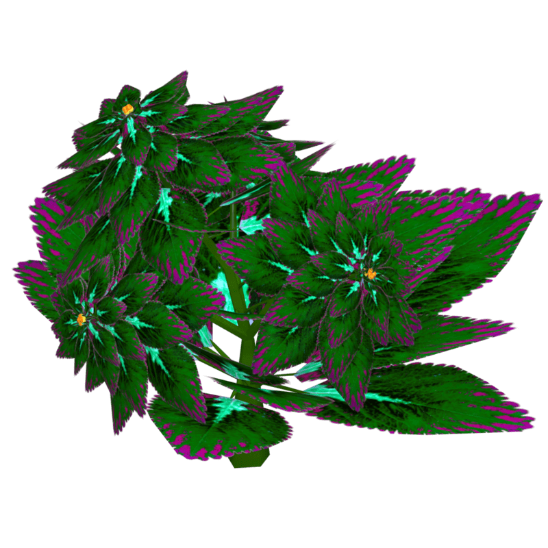 Coleus 21