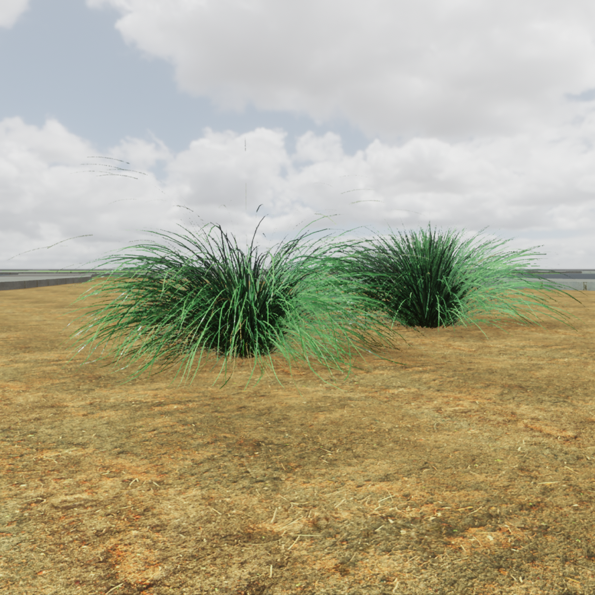 TKA Set two festuca bushes