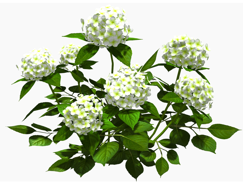 Hydrangea Bush - White