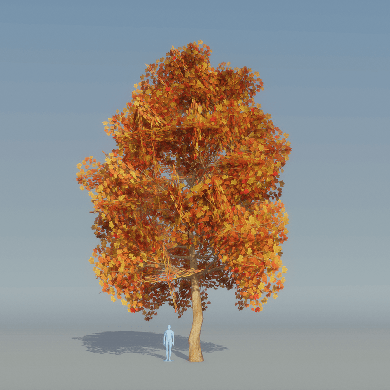 Maple Tree Autumn B 4