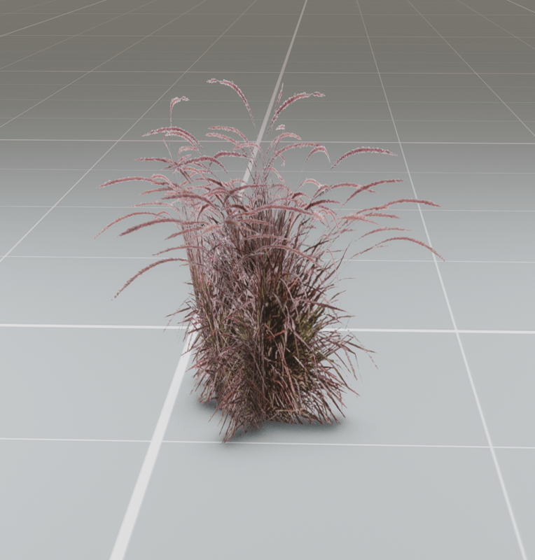 Purple Fountain Grass