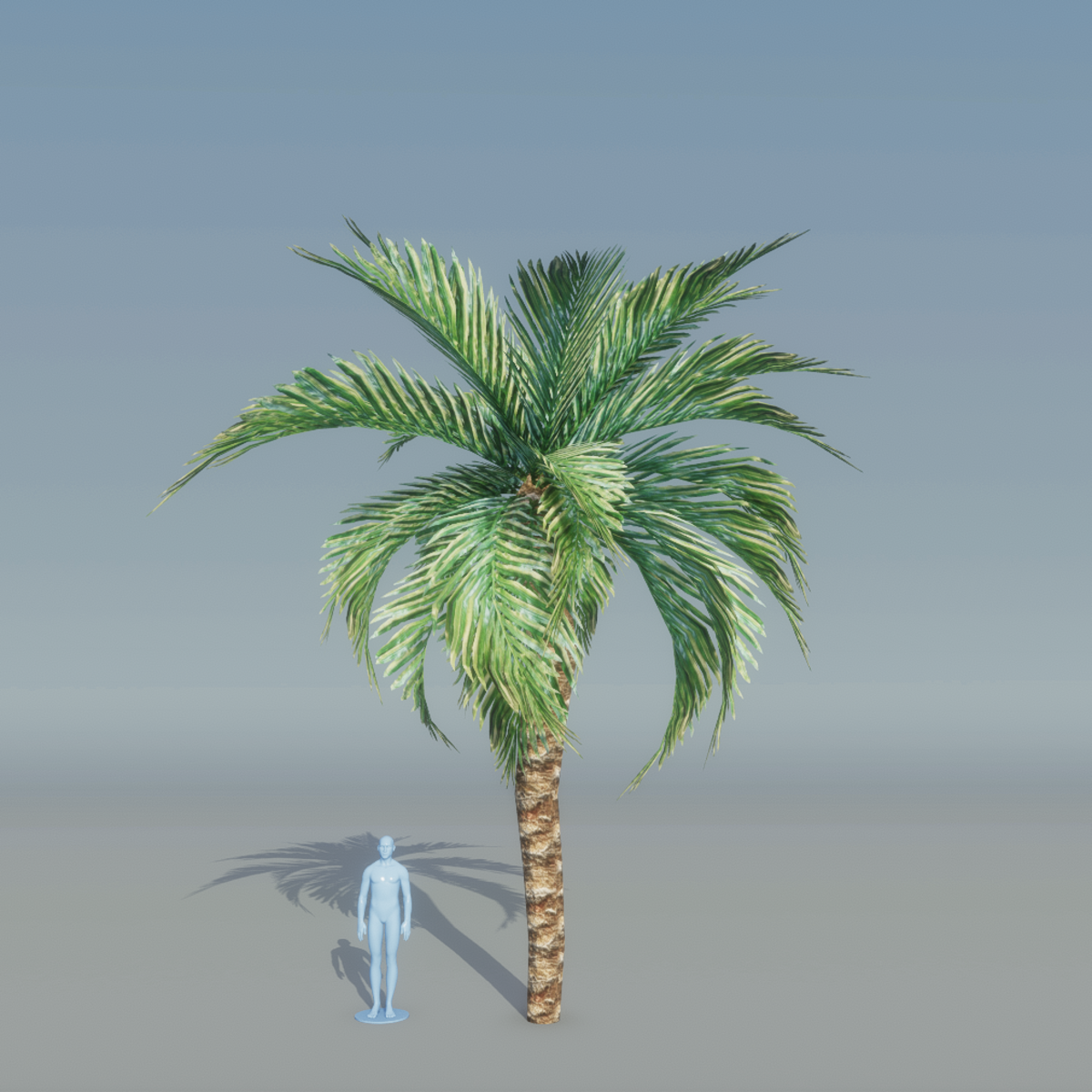 Curly Palm Tree 2