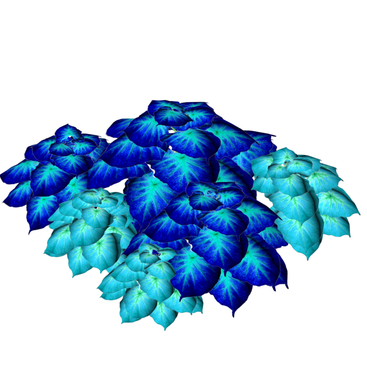 2 Color Caladiums 17