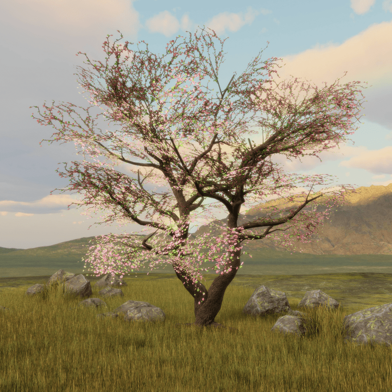 Cherry Blossom Tree 1