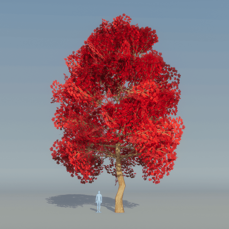 Maple Tree Red 5