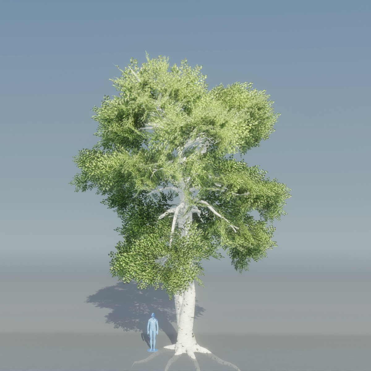 Birch Tree 3 with roots