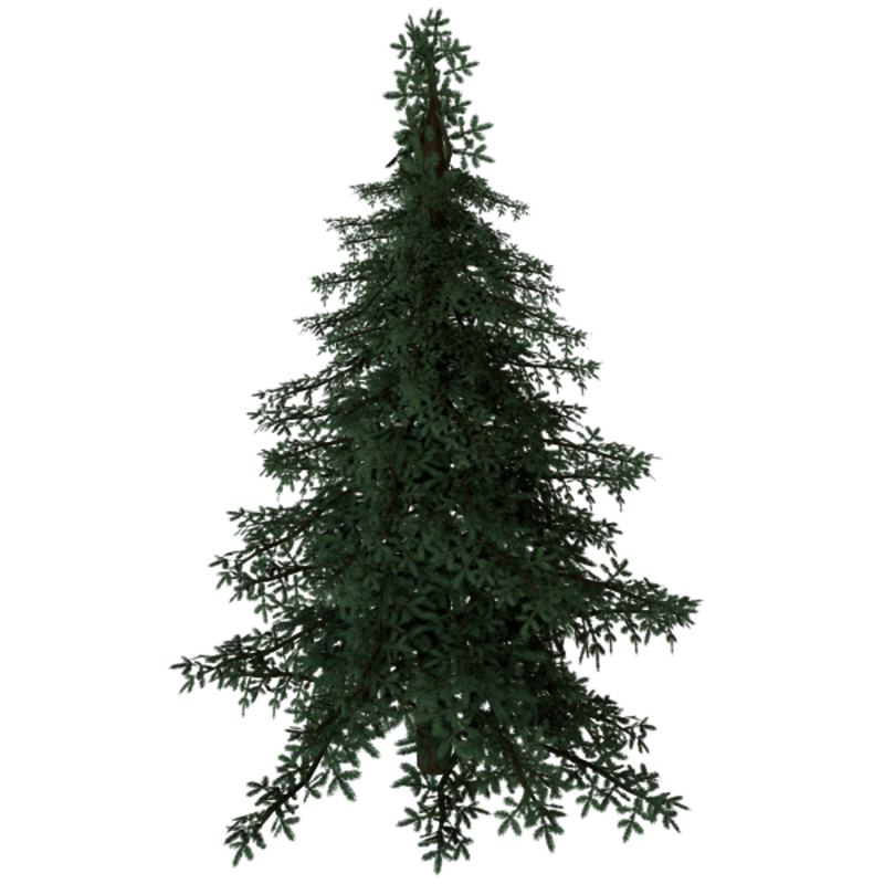 Christmas Tree - Fir
