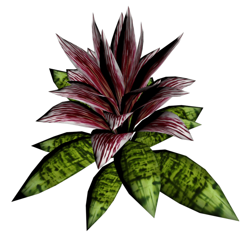 Bromeliad Plant 11