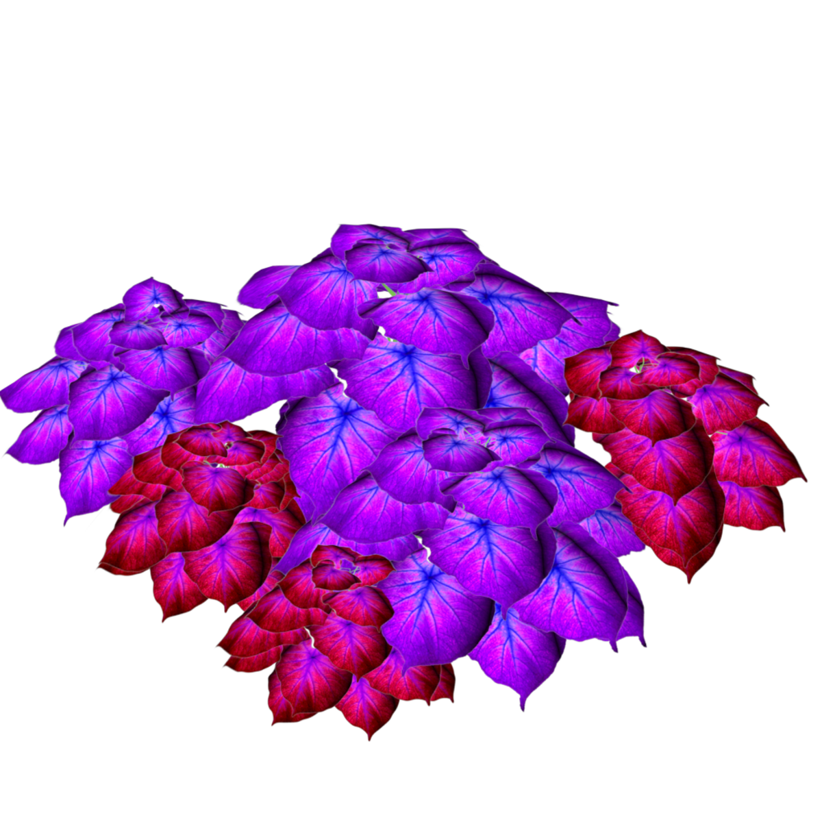 2 Color Caladiums 19