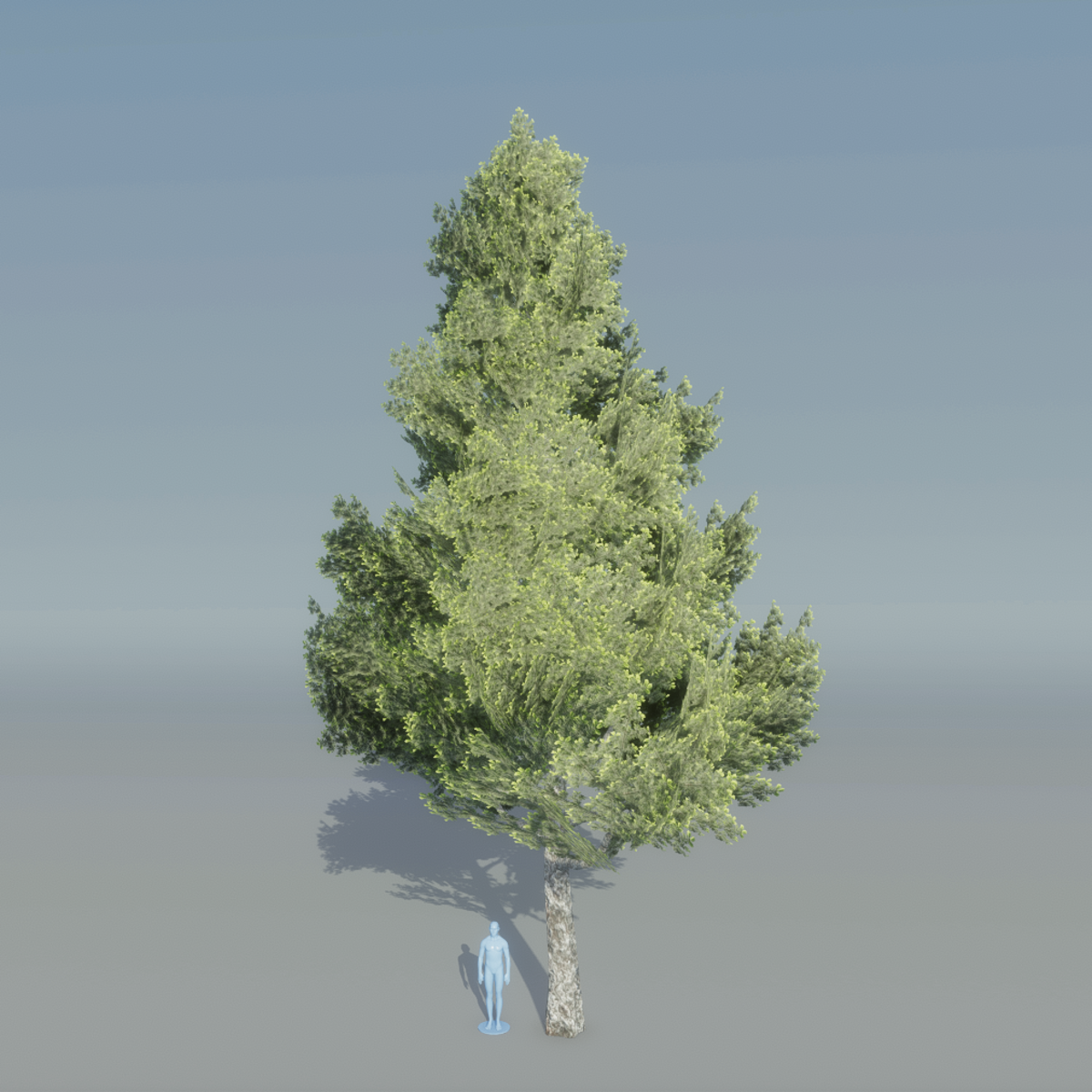 Spruce Tree 3