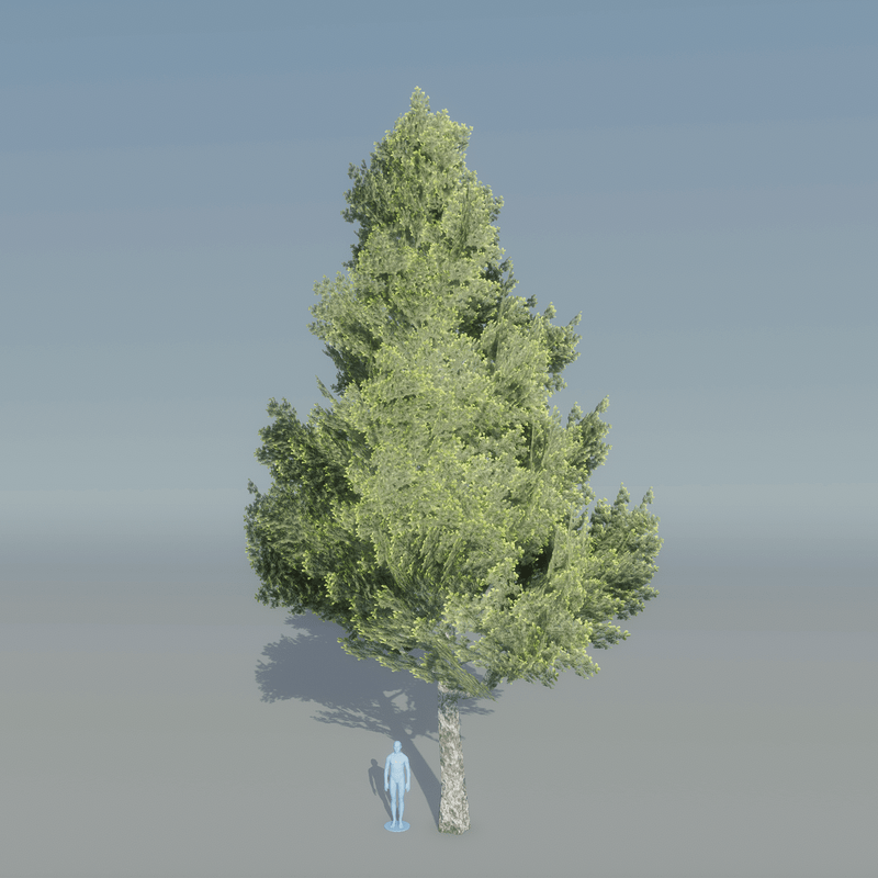 Spruce Tree 3