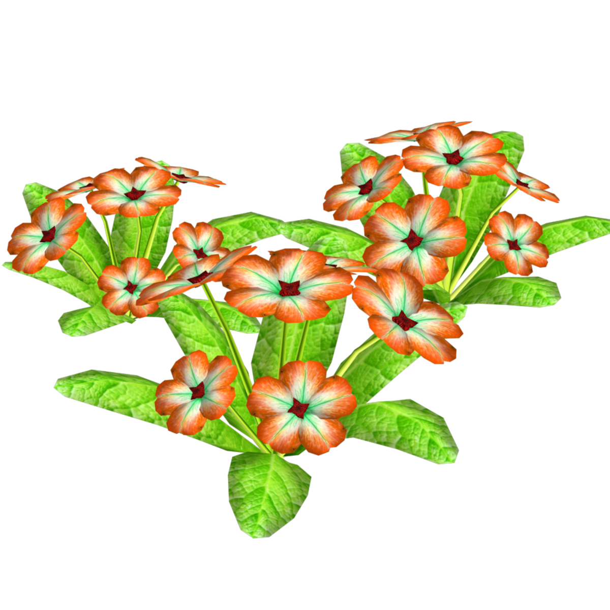 3 Groups of Primroses 9