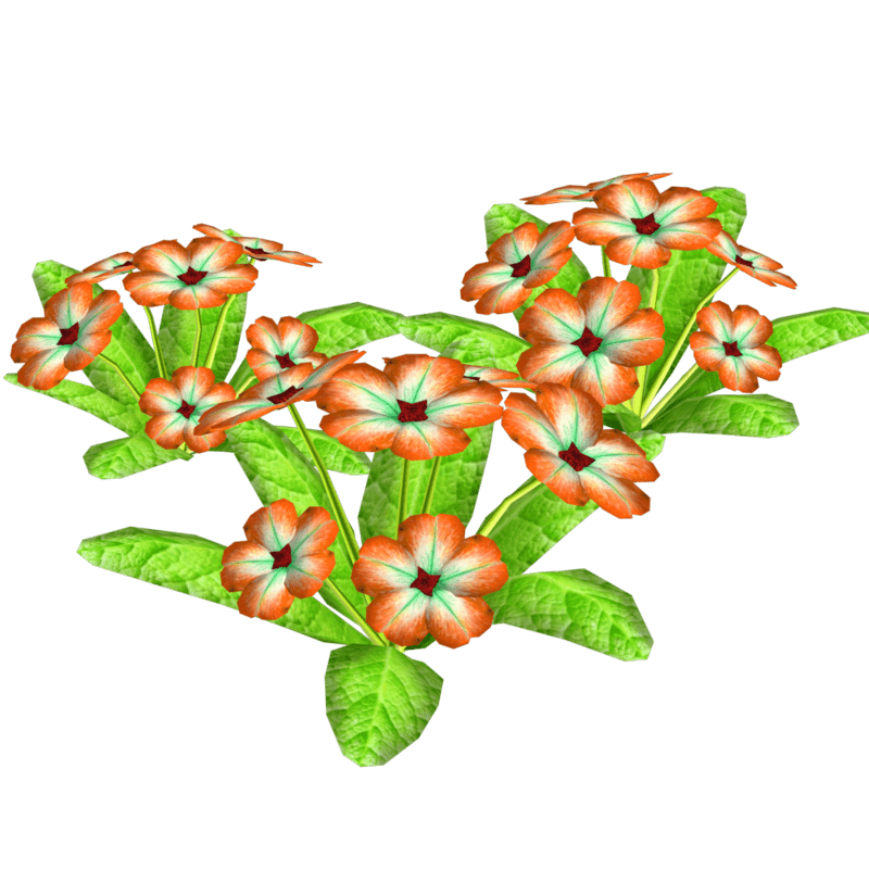 3 Groups of Primroses 9