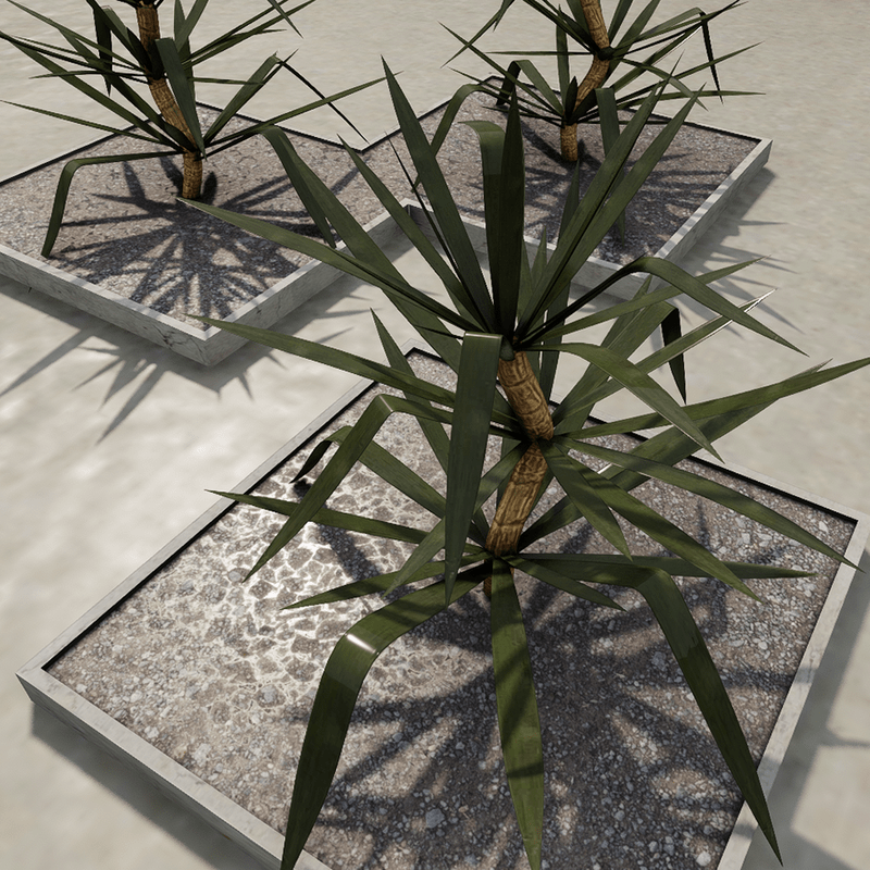 Yucca plants