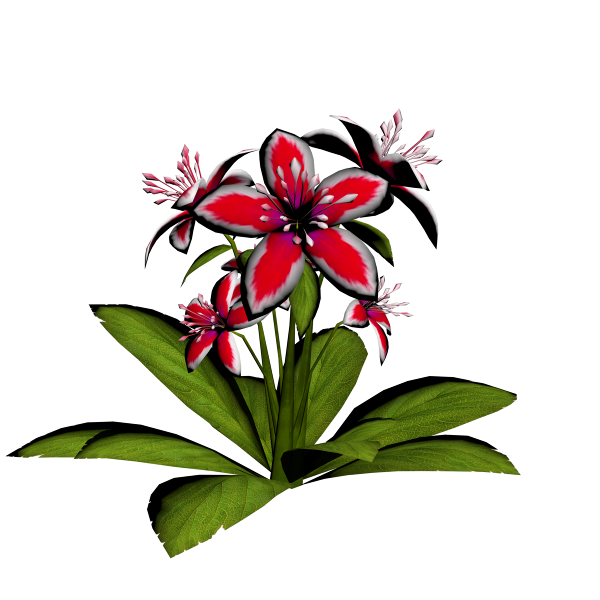 Lily Plant 18