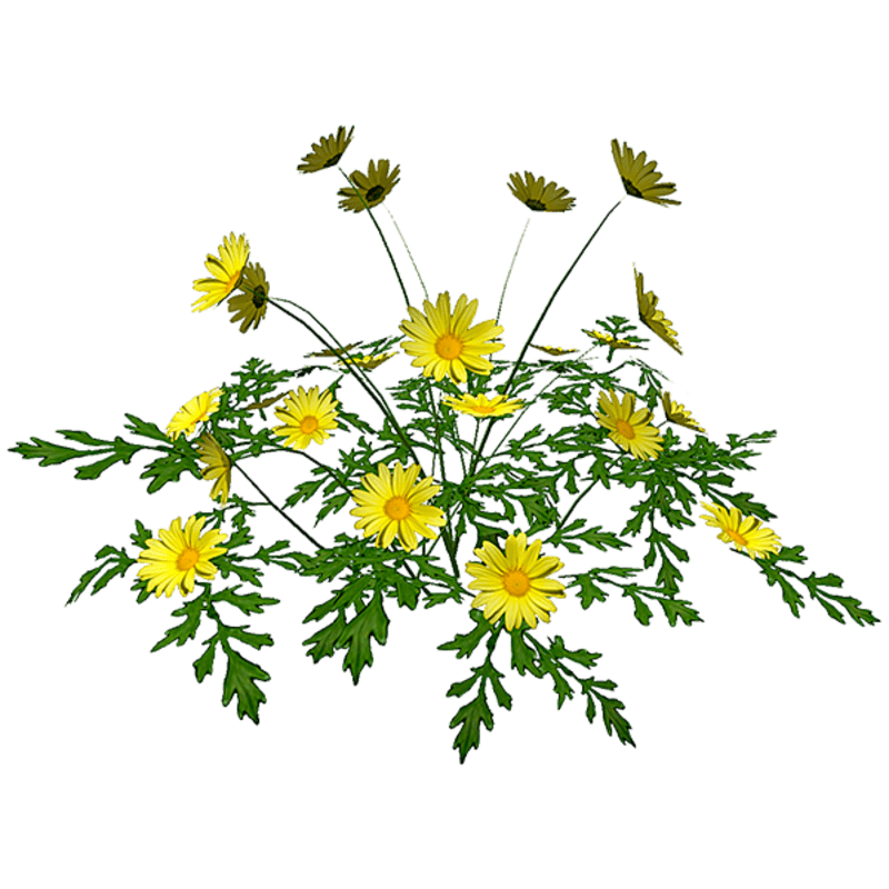 Yellow Daisies - Tall