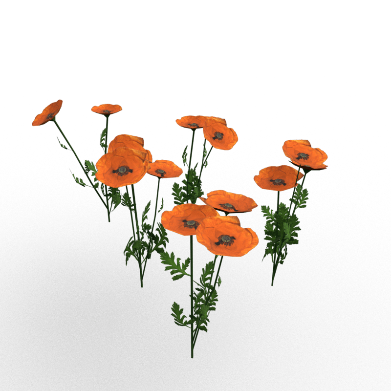 Plant-Poppy Group Orange
