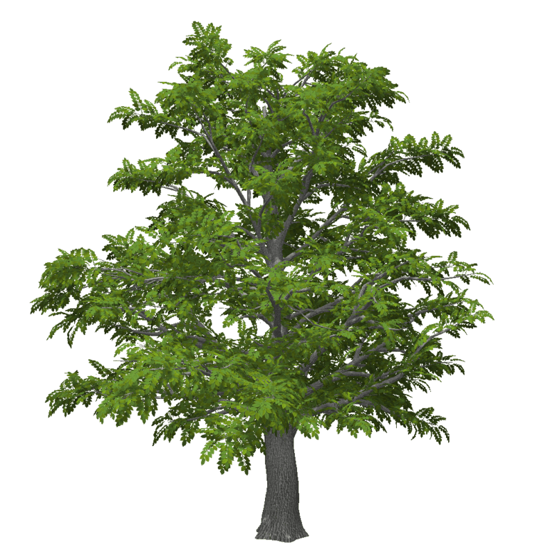 Old Ash Tree 3 (High Detail)