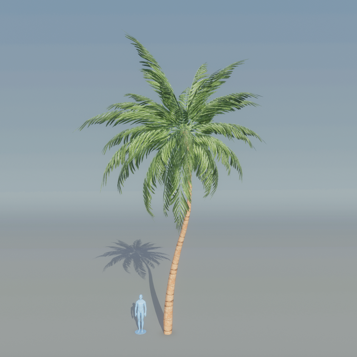 Palm Tree 4