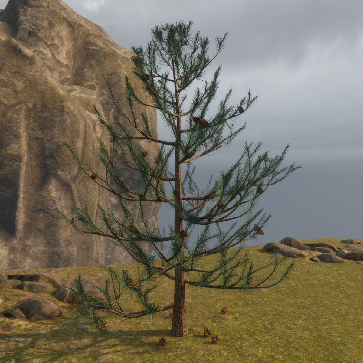 Natural Pine Tree
