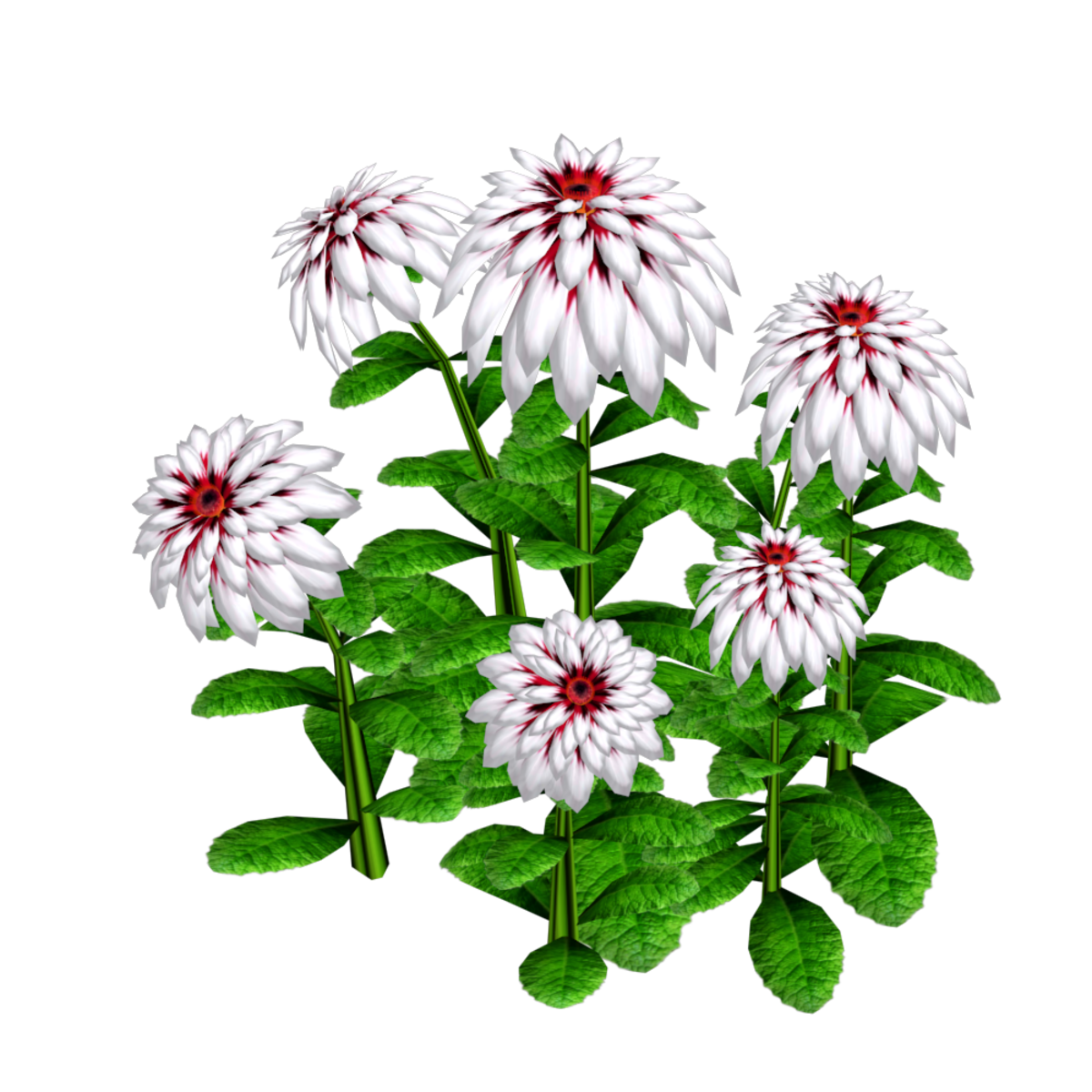 Group of Dahlia Plants 1