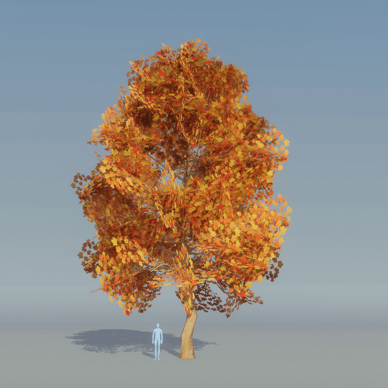 Maple Tree Autumn B 2