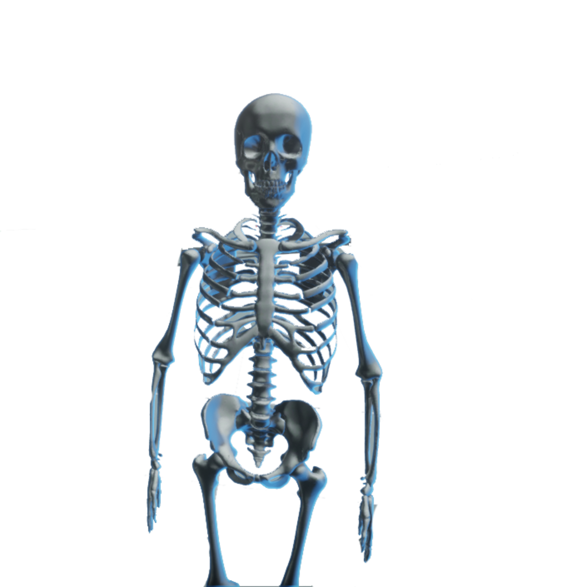 Full Skeleton Model with collision