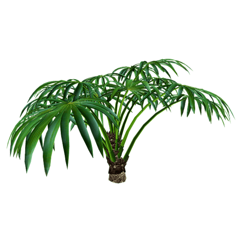 Livistona palm