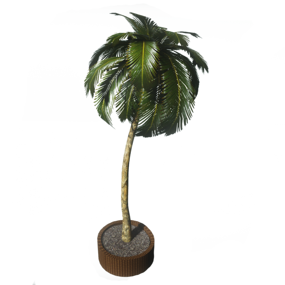 Potted Palm Tree