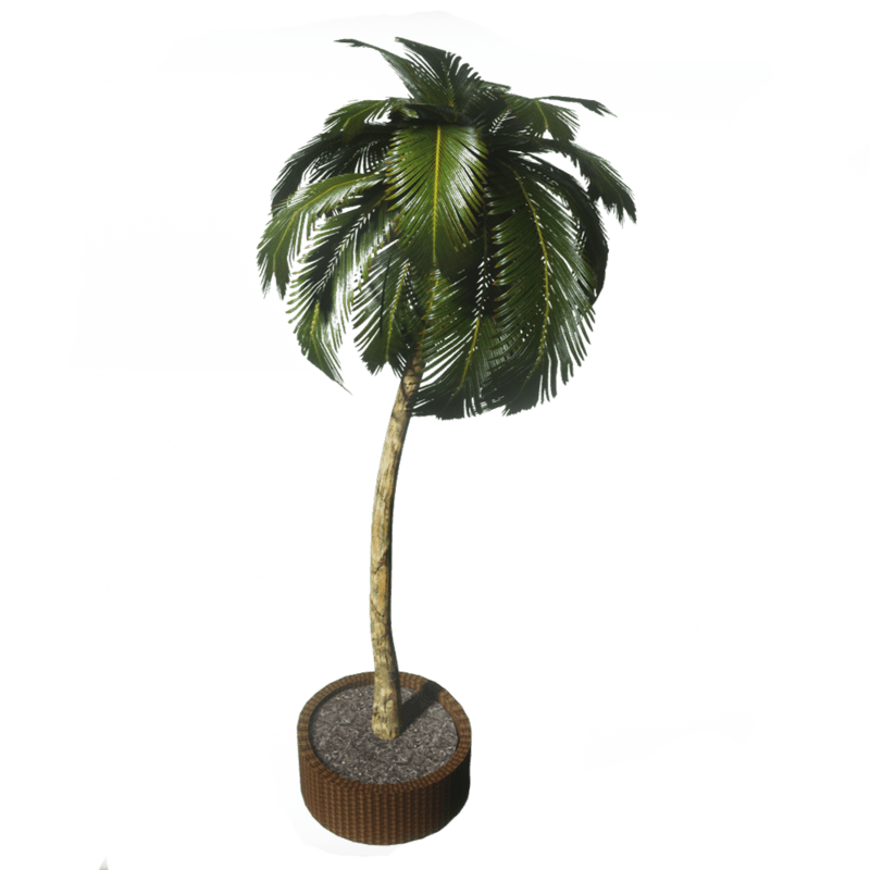 Potted Palm Tree