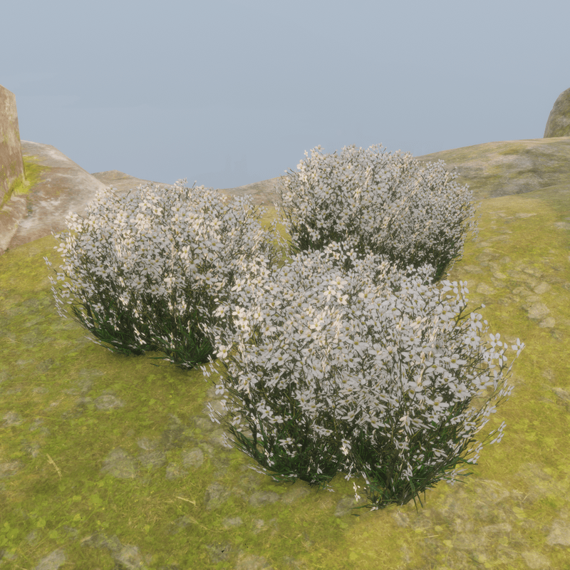 WHITEFLOWER_PLANT_M1