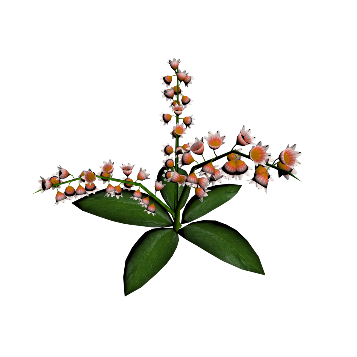 Lily of Valley Plant 1