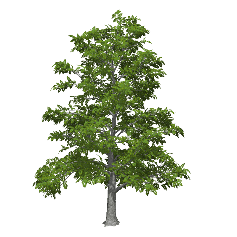 Old Ash Tree 2 (Low Detail)