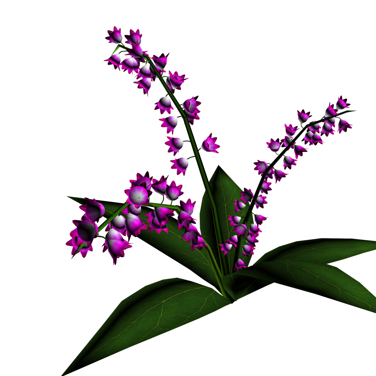 Lily of Valley Plant 6