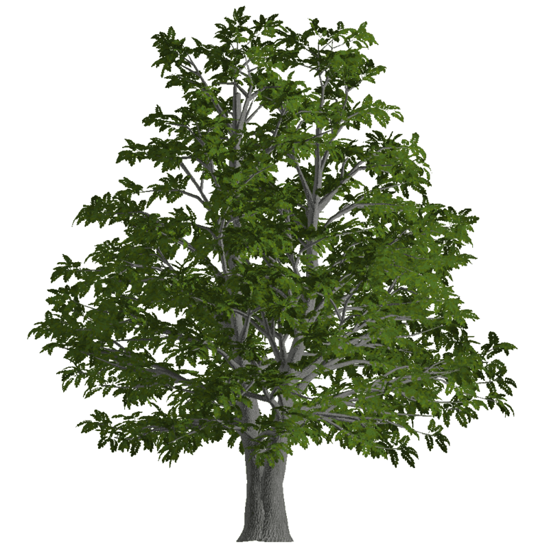 Old Ash Tree 1 Billboard