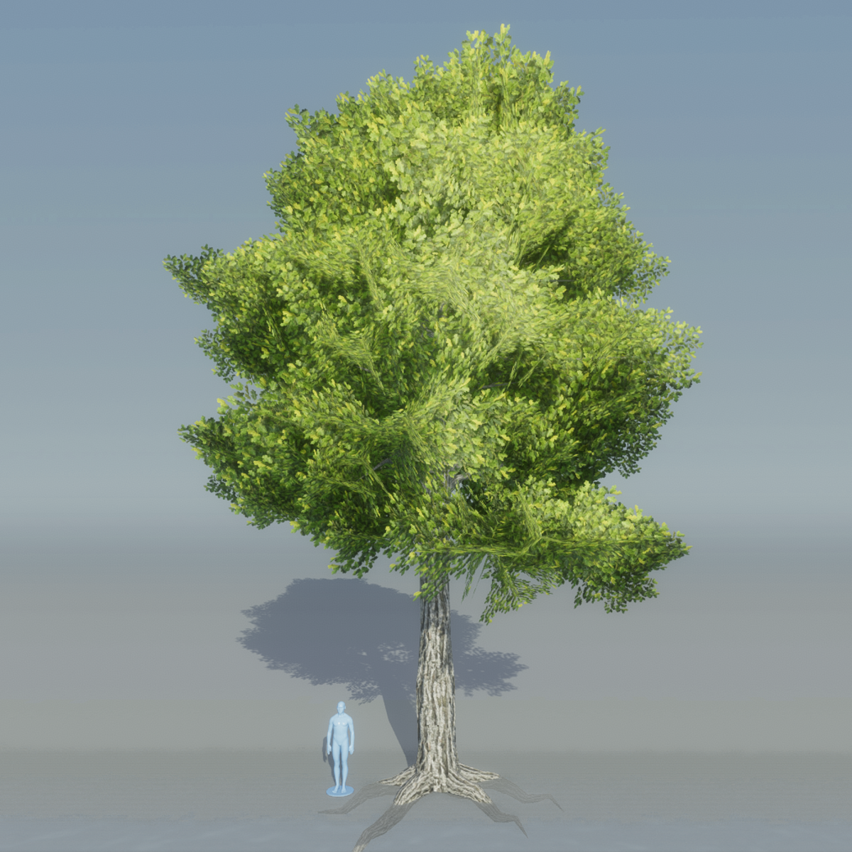 Oak Tree 5 with roots (Light Green)