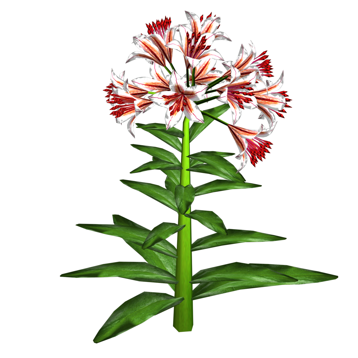 Trumpet Lily Plant 14