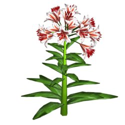 Trumpet Lily Plant 14