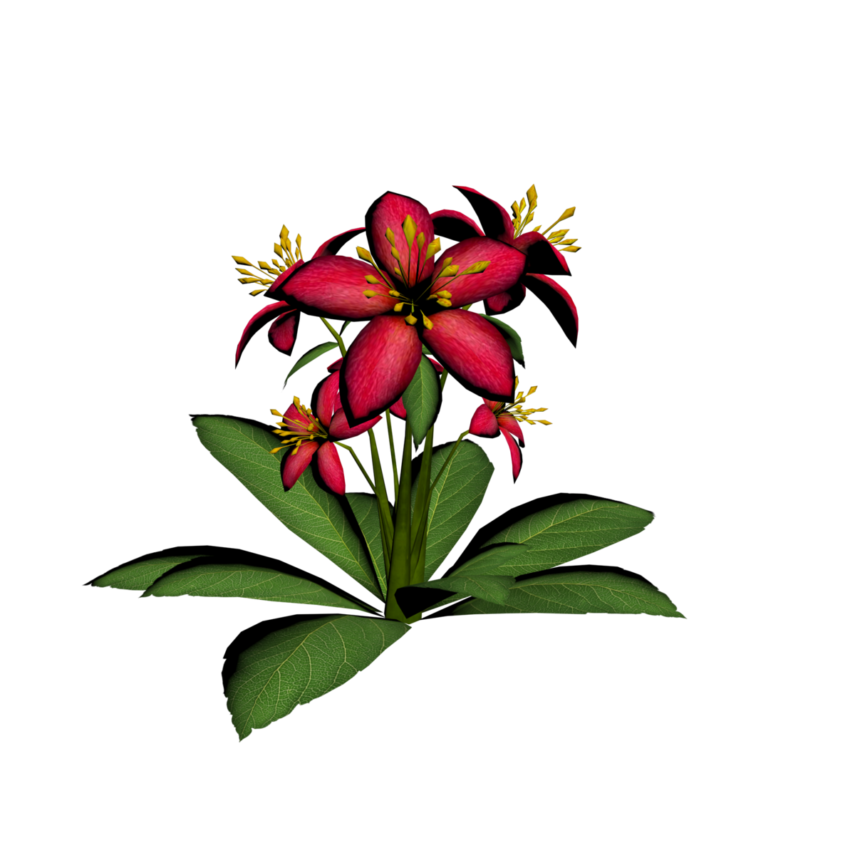 Lily Plant 1
