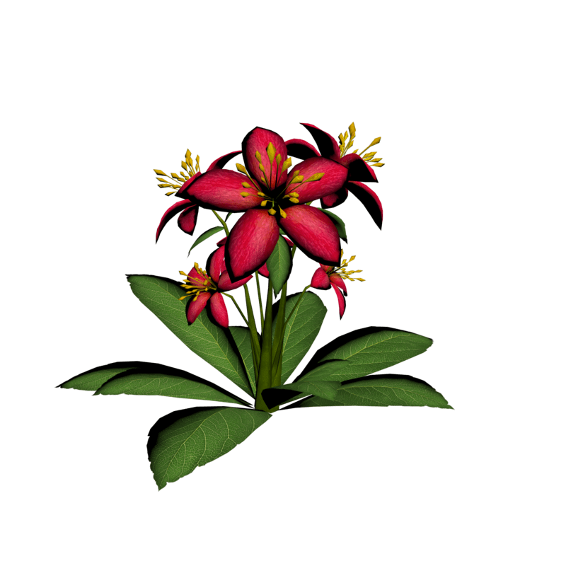 Lily Plant 1