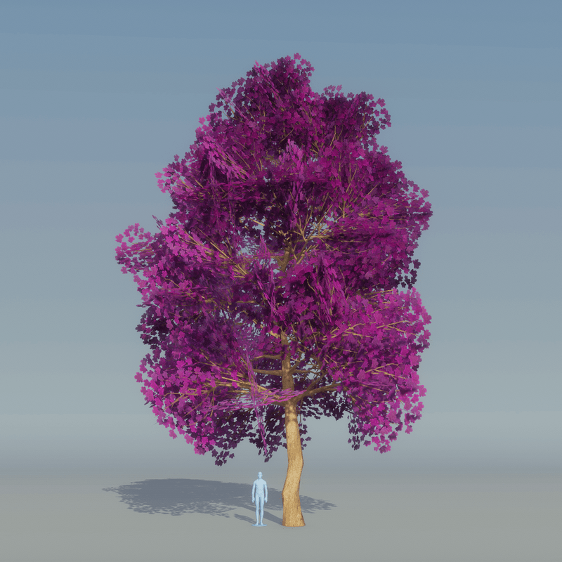 Maple Tree Purple 4